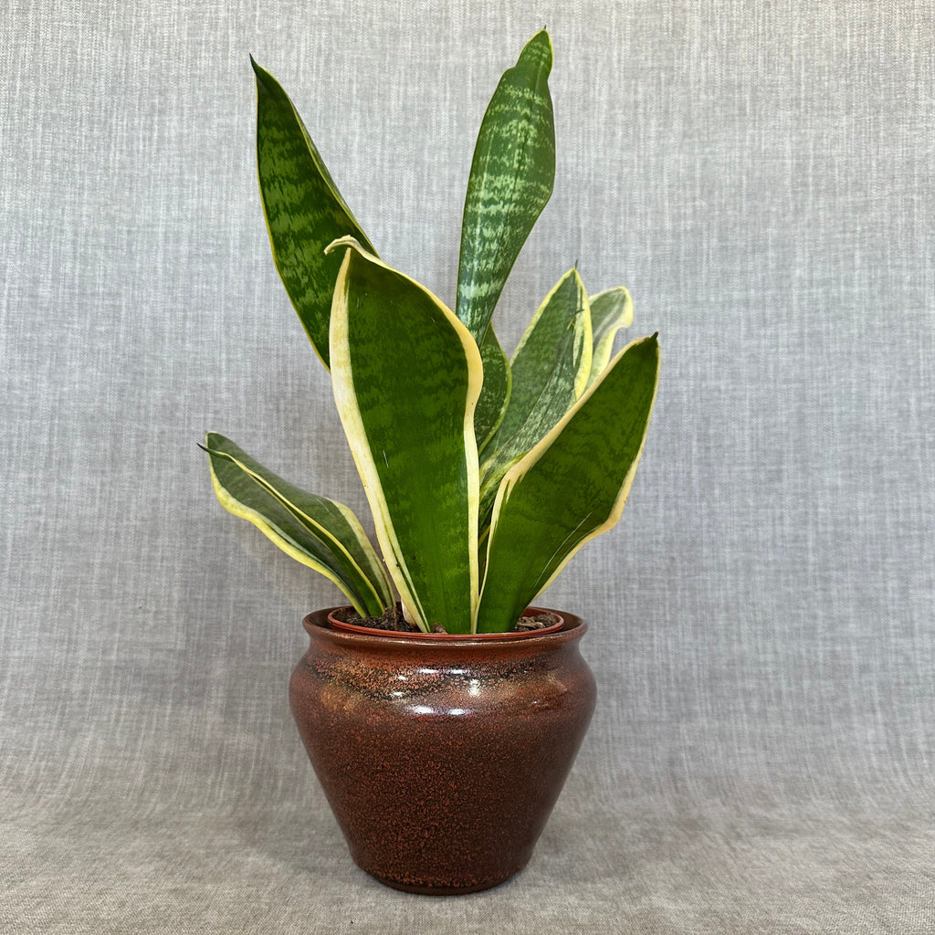 Copper Plant Pot